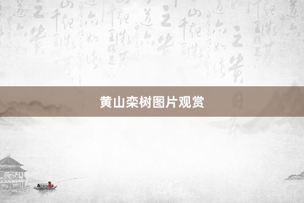 黄山栾树图片观赏