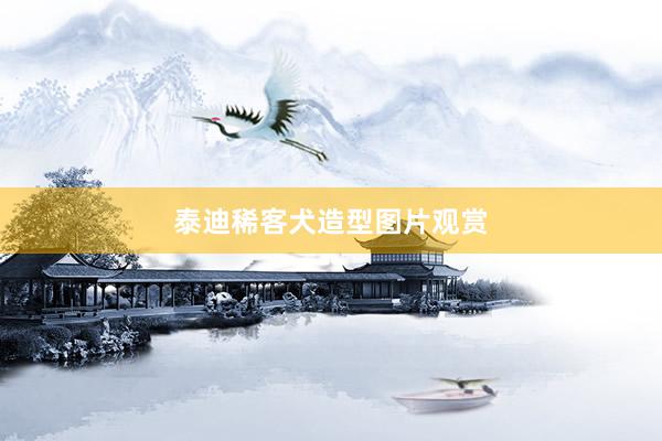 泰迪稀客犬造型图片观赏